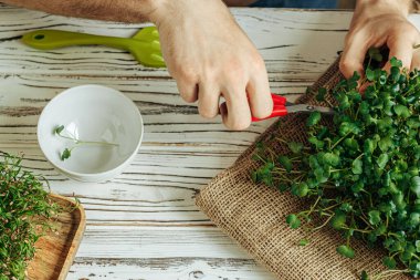 Mikro yeşil lahanaları tutan erkek eller, yaklaşın.