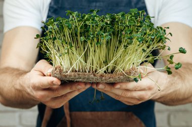 Mikro yeşil lahanaları tutan erkek eller, yaklaşın.