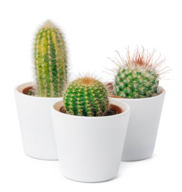 Beyaz arkaplanda izole edilmiş farklı kaktüs türleri