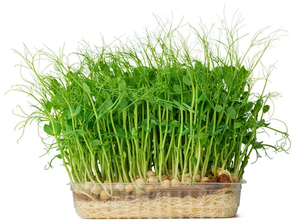 白に隔離されたエンドウ豆の小さな緑の芽 — ストック写真
