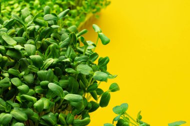 Mikro yeşil yapraklar sarı arkaplanı kapatır