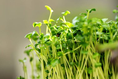 Salata mikro yeşillikleri gittikçe büyüyor.