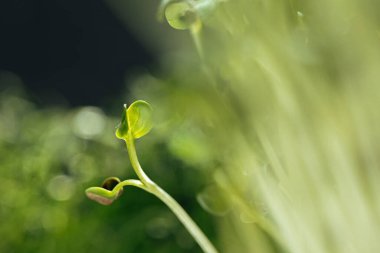 Genç yeşil lahanalar, mikro yeşil yakından.