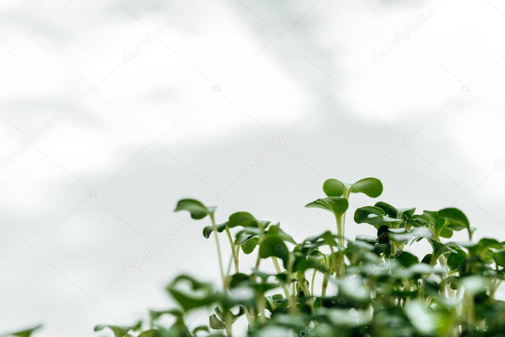 Micro green close up. Healthy food concept