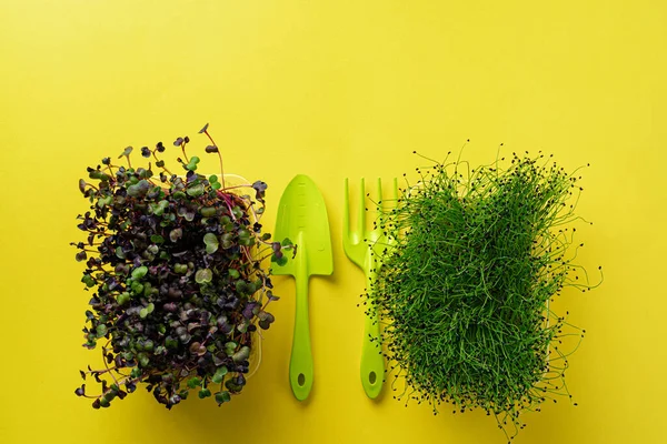 Micro green growing sprouts on yellow background, top view