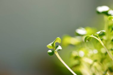 Gün ışığında büyüyen mikro yeşillikler