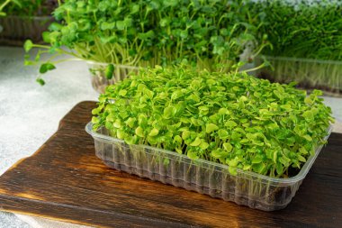 Tahtada mikro yeşil filizler, yukarıdan manzara