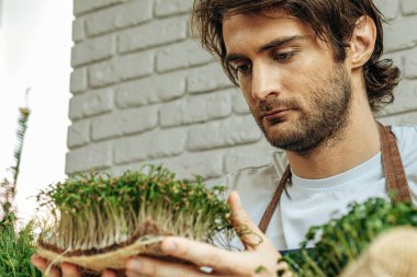 Beyaz adam evde mikro yeşillik yetiştiriyor.