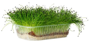 Beyazlar üzerinde izole edilmiş bir tepside büyüyen soğan yeşili