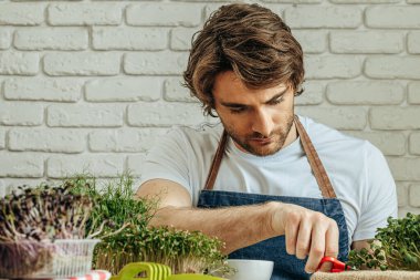 Beyaz adam evde mikro yeşillik yetiştiriyor.