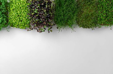 Beyaz arkaplanda mikro yeşil tepsilerin üst görünümü