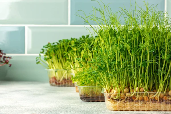 stock image Micro green sprouts growing in tray in kitchen against mint tile wall