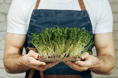 Mikro yeşil lahanaları tutan erkek eller, yaklaşın.