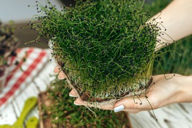 Tepsileri mikro yeşille tutan bir kadının elleri