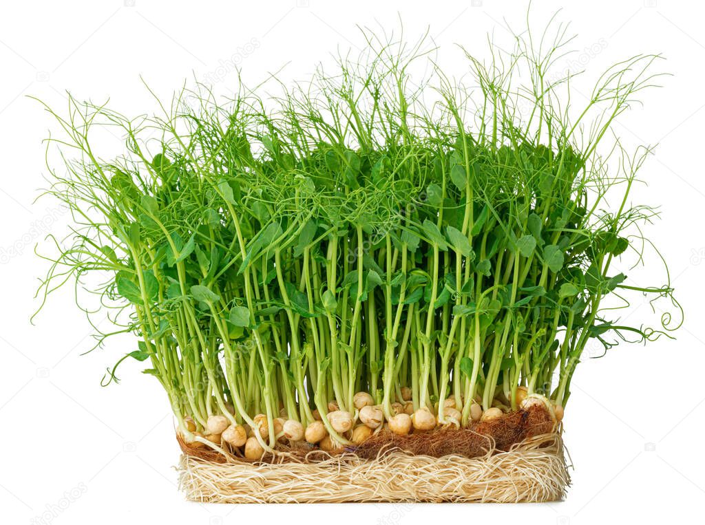 Micro green sprouts of peas isolated on white
