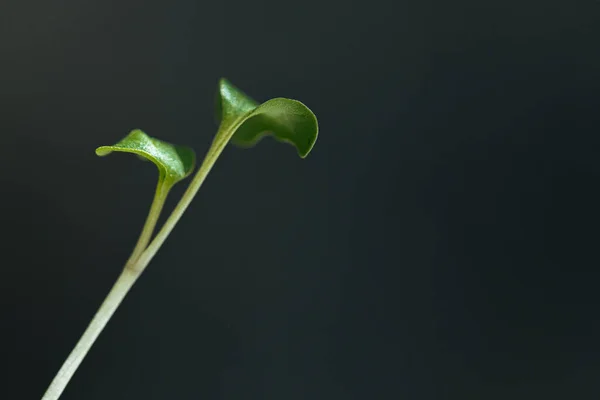 Închiderea germenilor verzi tineri de microverdeață — Fotografie, imagine de stoc