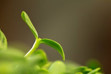 Salata mikro yeşillikleri gittikçe büyüyor.