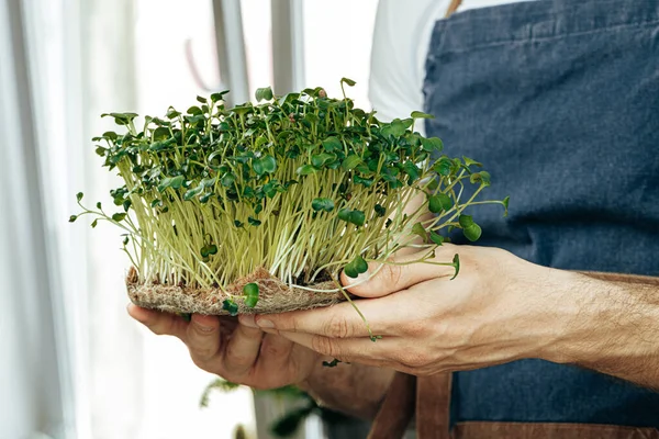 Mikro yeşil lahanaları tutan erkek eller, yaklaşın.