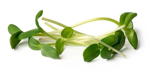 Manojo de micro brotes verdes aislados sobre fondo blanco — Foto de Stock