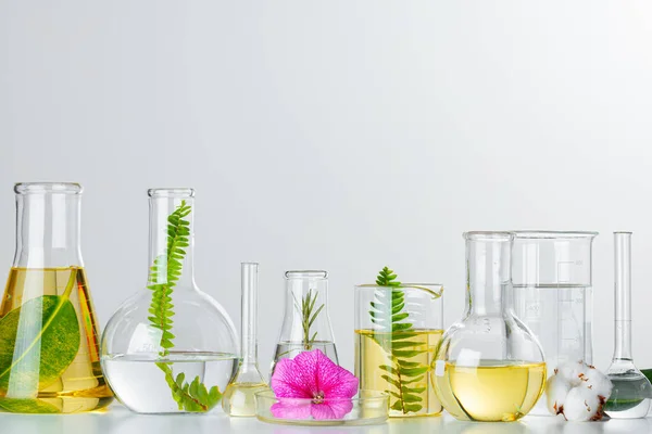 Planten in laboratoriumglaswerk. Huidverzorgingsproducten en chemische drugsonderzoeken — Stockfoto