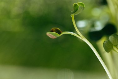 Genç yeşil lahanalar, mikro yeşil yakından.