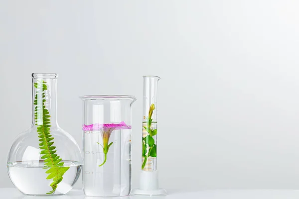 Plantas en cristalería de laboratorio. Productos para el cuidado de la piel y drogas concepto de investigaciones químicas — Foto de Stock