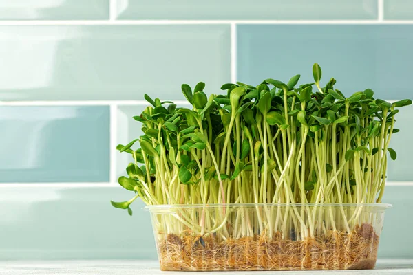 Micro pousses vertes poussant dans un plateau de cuisine contre le mur de tuiles de menthe — Photo