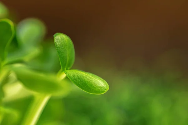 Салат мікрозелень, що росте крупним планом — стокове фото