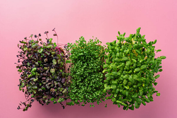 Micro green growing sprouts on pink background, top view