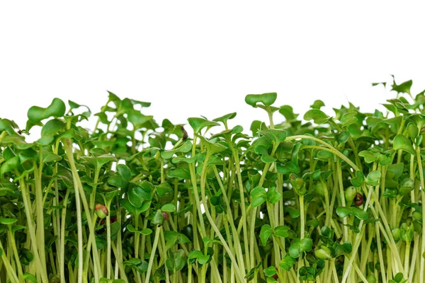 Sprouts of micro greens isolated on white background Stock Picture