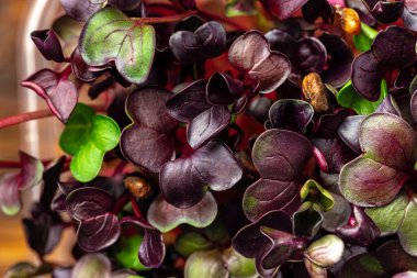 Turp mikro yeşil filizler kapanıyor. Sağlıklı yeme kavramı