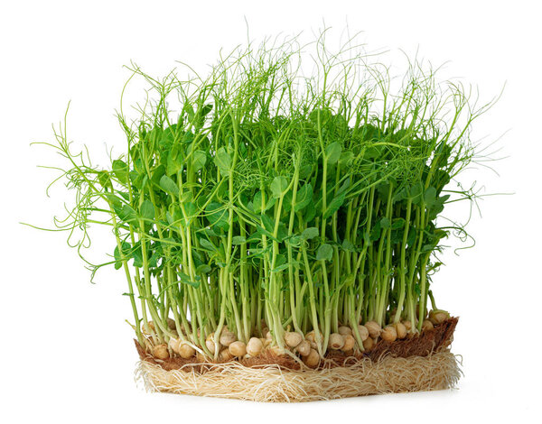 Micro green sprouts of peas isolated on white