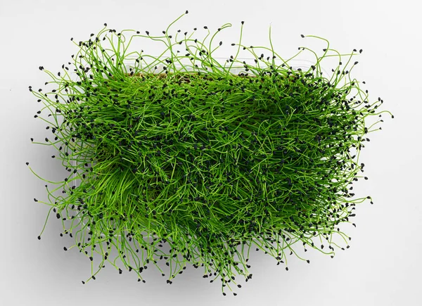Micro germogli verdi in crescita su sfondo bianco, vista dall'alto — Foto Stock