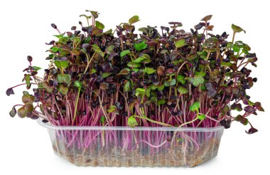 Beyaz üzerine izole edilmiş mikro yeşil turp filizleri