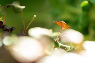 Salata mikro yeşillikleri gittikçe büyüyor.