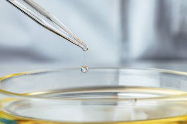 Petri kabı ve pipette yakın mesafeden sıvı damlatıyor.