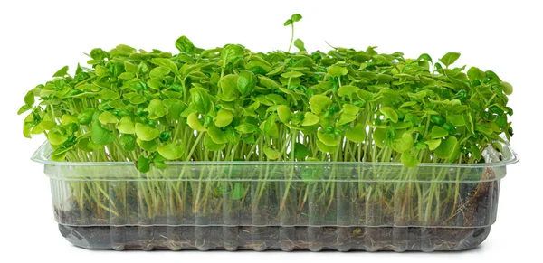 Micro groene spruiten van zonnebloem geïsoleerd op wit — Stockfoto