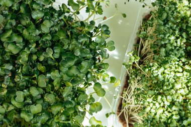 Tepside mikro yeşil. Masayı kapat.