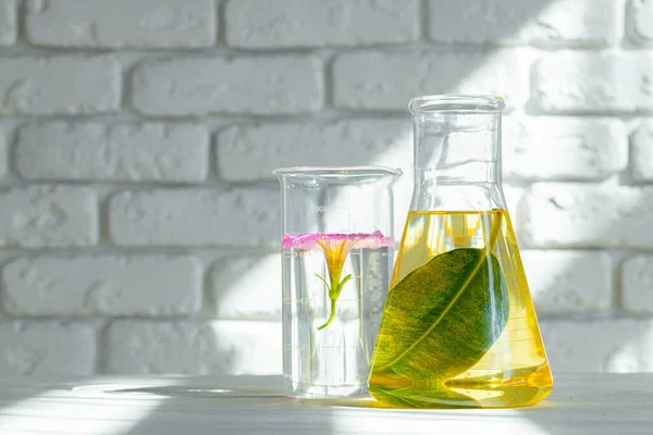 Plantas en cristalería de laboratorio. Productos para el cuidado de la piel y drogas concepto de investigaciones químicas — Foto de Stock