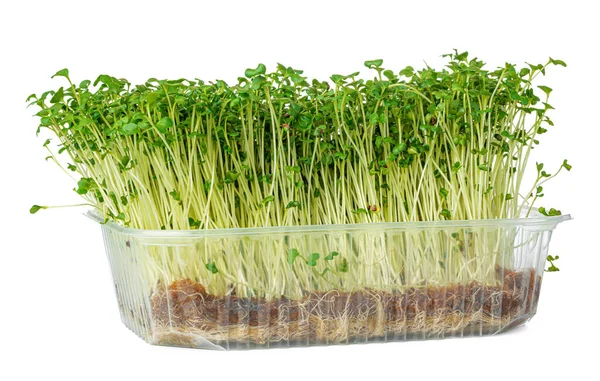 Mikro grüne Sprossen von Brunnenkresse Salat isoliert auf weiß — Stockfoto