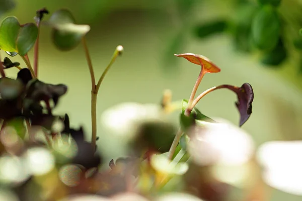 Salada micro verdes crescendo grupo de perto — Fotografia de Stock