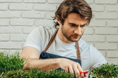 Beyaz adam evde mikro yeşillik yetiştiriyor.