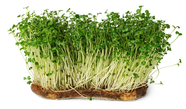 Micro groene spruiten van waterkers salade geïsoleerd op wit — Stockfoto