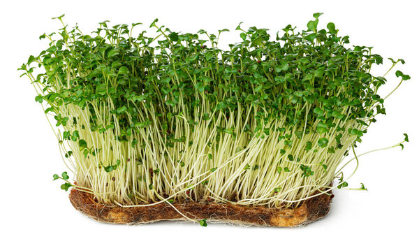 Micro green sprouts of watercress salad isolated on white