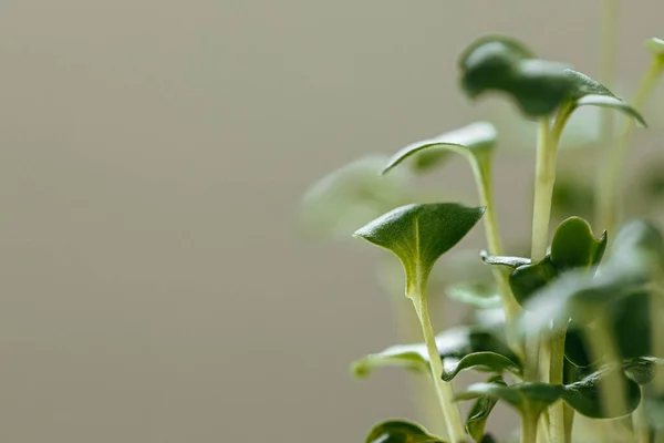 Крупним планом молодих зелених паростків мікрозелені — стокове фото