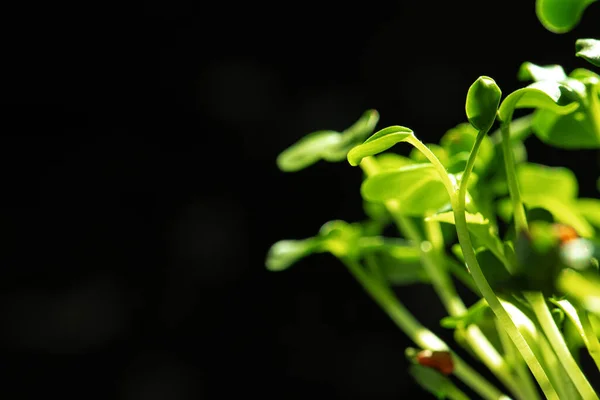 Молоді проростки рослин крупним планом на чорному тлі — стокове фото