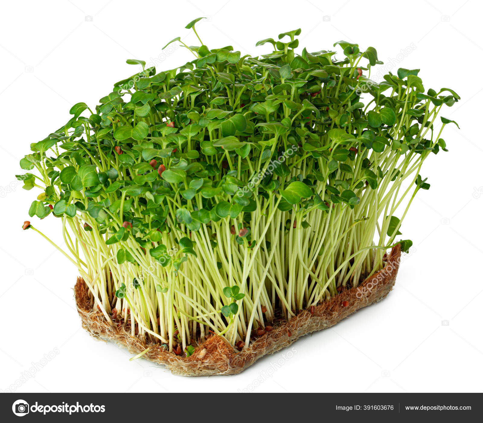Radish daikon micro green sprouts isolated on white Stock Photo by