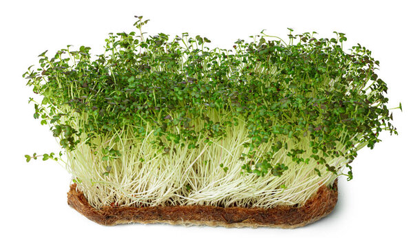 Micro green sprouts of watercress salad isolated on white