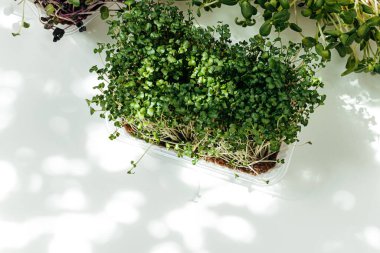 Tepside mikro yeşil. Masayı kapat.