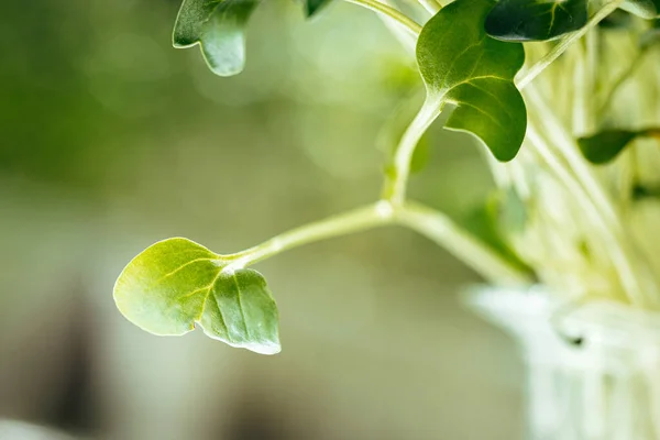 Brotes verdes jóvenes de micro verde de cerca — Foto de Stock